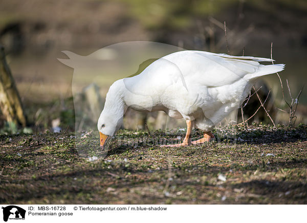 Pomeranian goose / MBS-16728