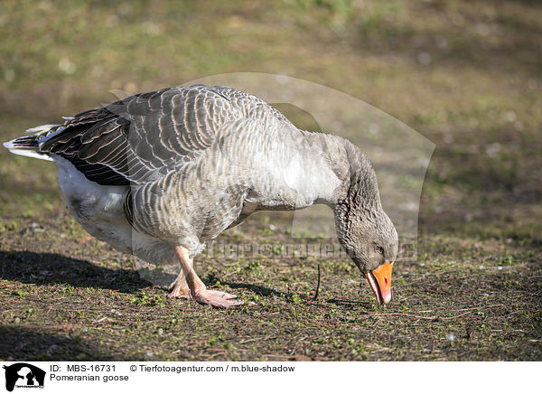 Pomeranian goose / MBS-16731