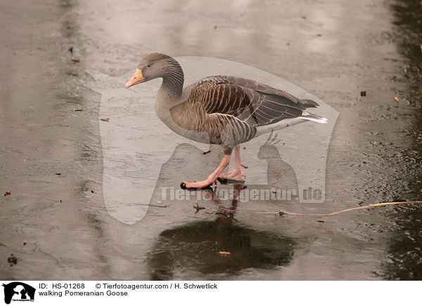 walking Pomeranian Goose / HS-01268