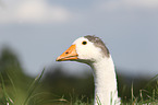 Pomeranian goose