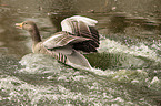 flying Pomeranian Goose