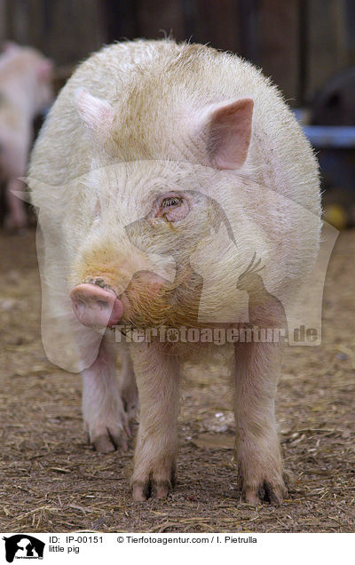 Hngebauchschwein / little pig / IP-00151