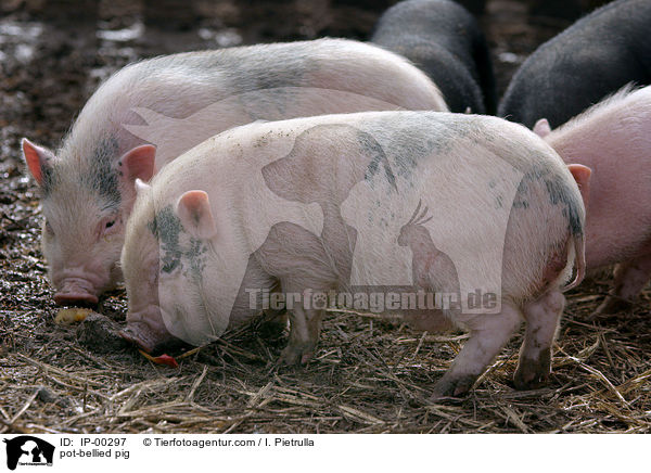 Hngebauchschwein / pot-bellied pig / IP-00297