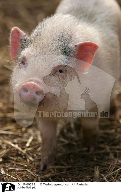Hngebauchschwein / pot-bellied pig / IP-00298