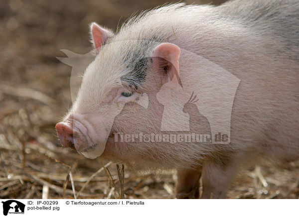 pot-bellied pig / IP-00299