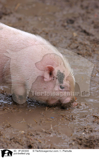 Hngebauchschwein / pot-bellied pig / IP-00300