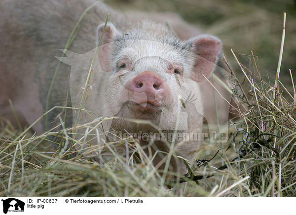Hngebauchschwein / little pig / IP-00637