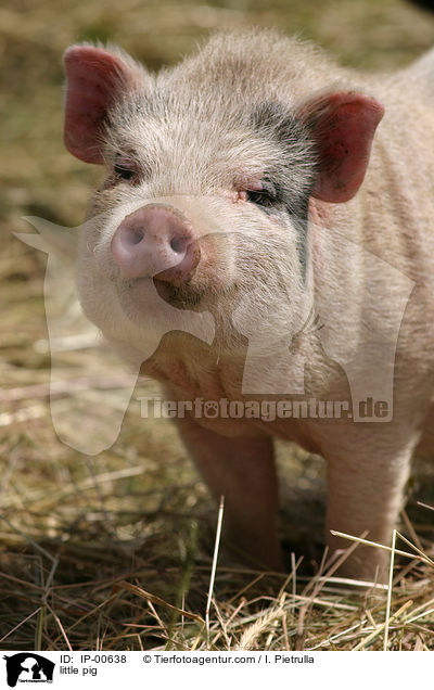 Hngebauchschwein / little pig / IP-00638