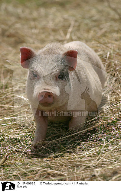 Hngebauchschwein / little pig / IP-00639
