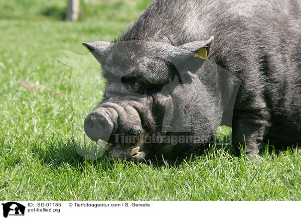 Hngebauchschwein / pot-bellied pig / SG-01185