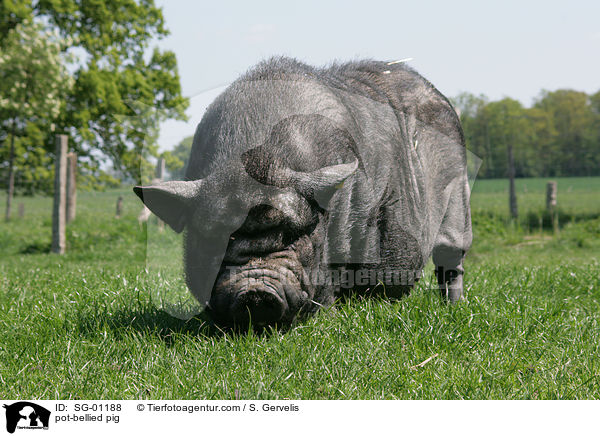 pot-bellied pig / SG-01188