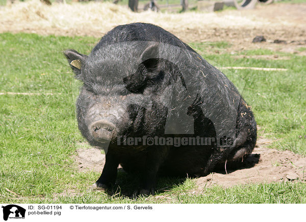 pot-bellied pig / SG-01194