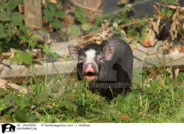 pot-bellied pig / JH-03091