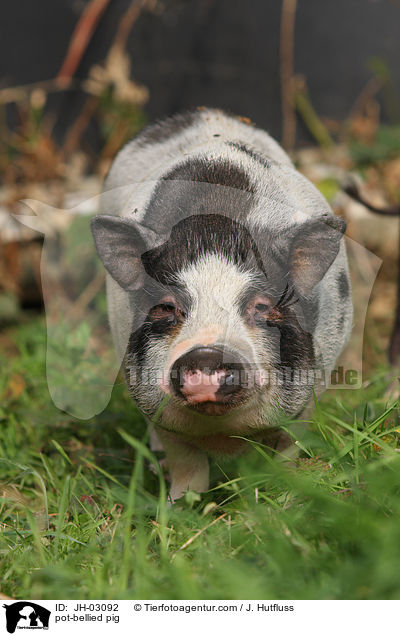 Hngebauchschwein / pot-bellied pig / JH-03092