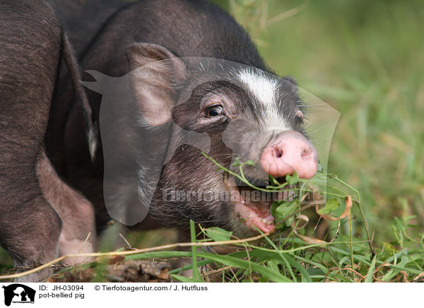 Hngebauchschwein / pot-bellied pig / JH-03094