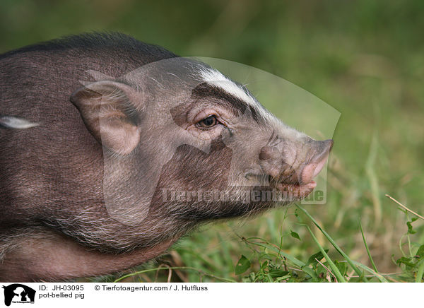 H�ngebauchschwein / pot-bellied pig / JH-03095