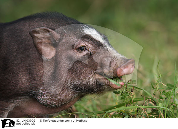 Hngebauchschwein / pot-bellied pig / JH-03096