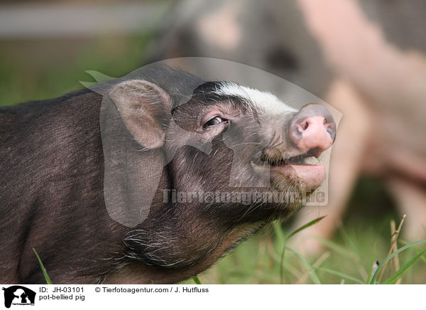 pot-bellied pig / JH-03101