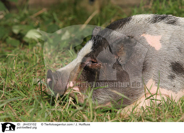 Hngebauchschwein / pot-bellied pig / JH-03102