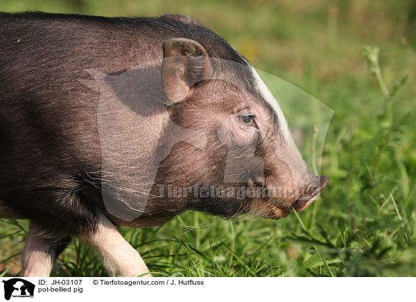 Hngebauchschwein / pot-bellied pig / JH-03107