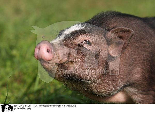 Hngebauchschwein / pot-bellied pig / JH-03108