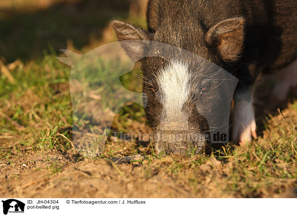Hngebauchschwein / pot-bellied pig / JH-04304