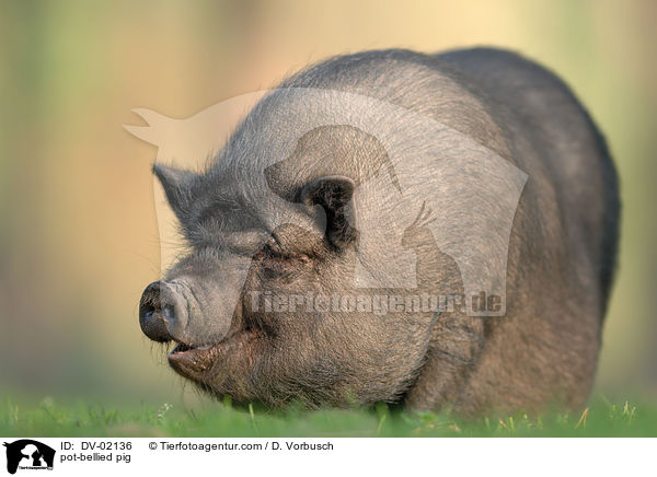 Hngebauchschwein / pot-bellied pig / DV-02136