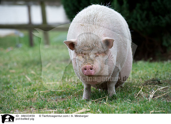 pot-bellied pig / AM-03459