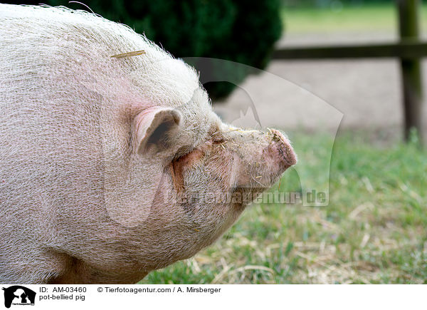 pot-bellied pig / AM-03460