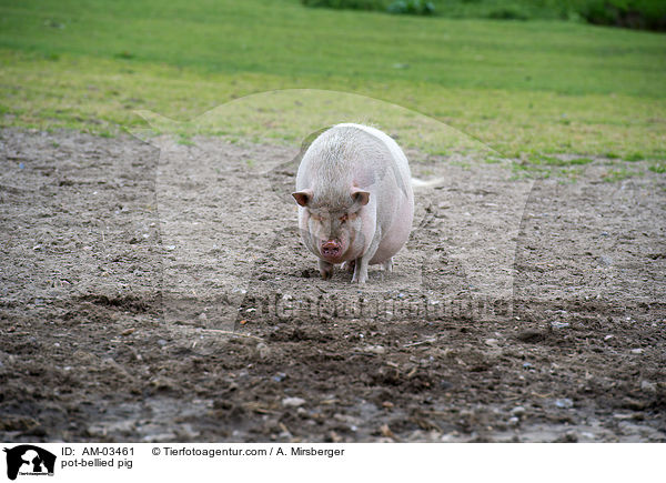 pot-bellied pig / AM-03461
