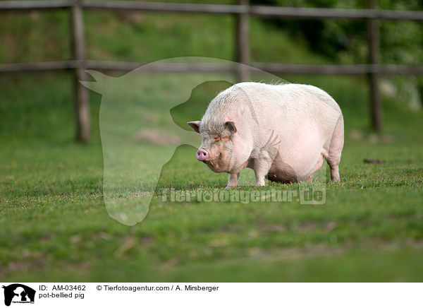 pot-bellied pig / AM-03462