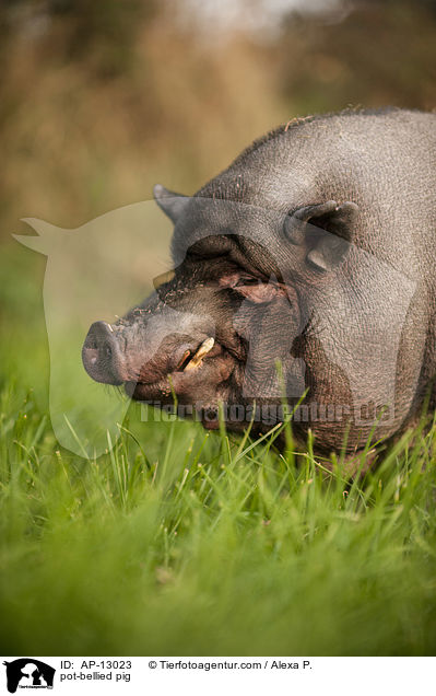 pot-bellied pig / AP-13023