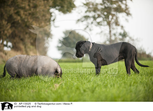 pot-bellied pig and dog / AP-13025