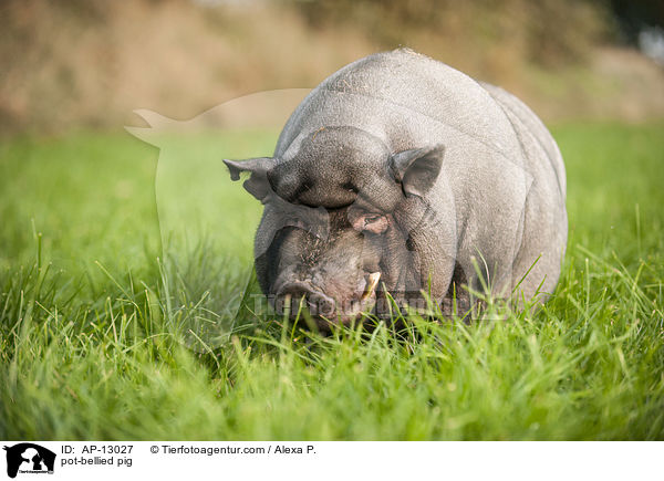 Hngebauchschwein / pot-bellied pig / AP-13027