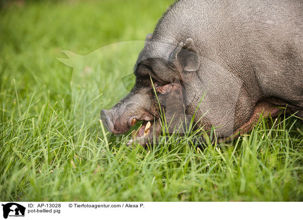 pot-bellied pig / AP-13028