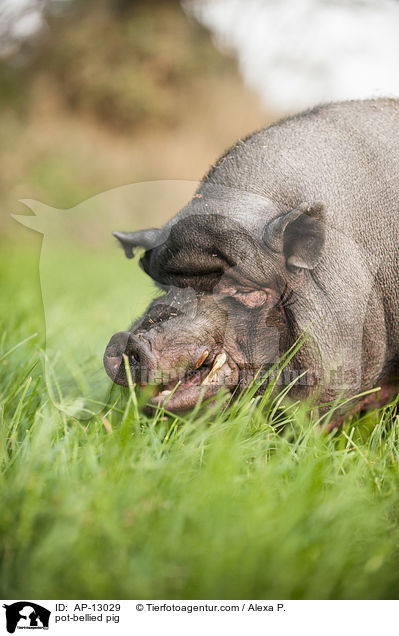 Hngebauchschwein / pot-bellied pig / AP-13029