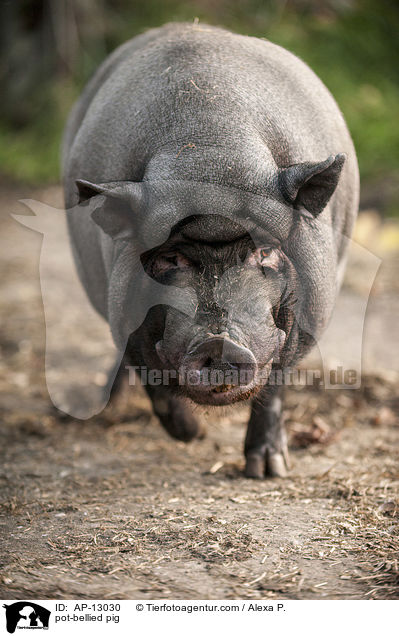 pot-bellied pig / AP-13030