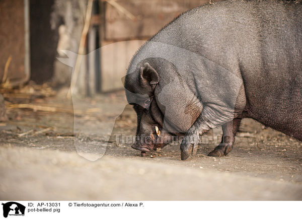 pot-bellied pig / AP-13031