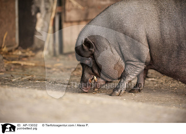 Hngebauchschwein / pot-bellied pig / AP-13032