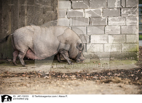 pot-bellied pig / AP-13033