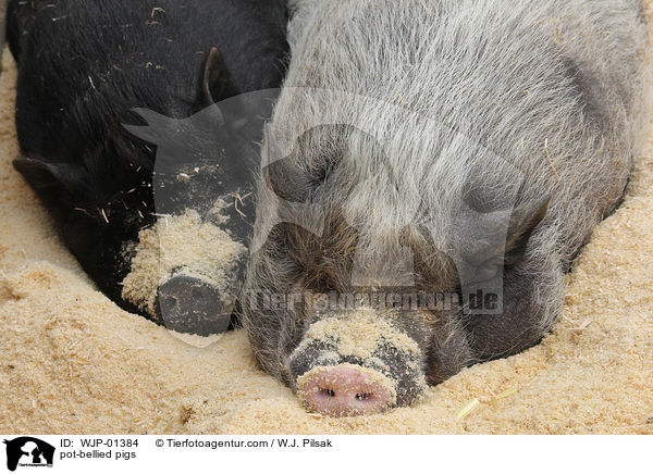 pot-bellied pigs / WJP-01384