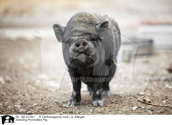 stehendes Hngebauchschwein / standing Pot-bellied Pig / AE-01381