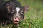 pot-bellied pig