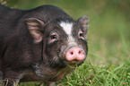 pot-bellied pig