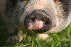 pot-bellied pig