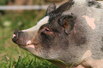 pot-bellied pig