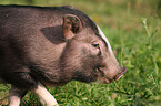 pot-bellied pig