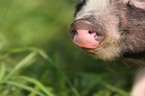 pot-bellied pig