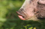 pot-bellied pig