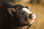 pot-bellied pig